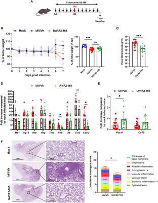 Faecalibacterium duncaniae as a novel next generation probiotic against influenza